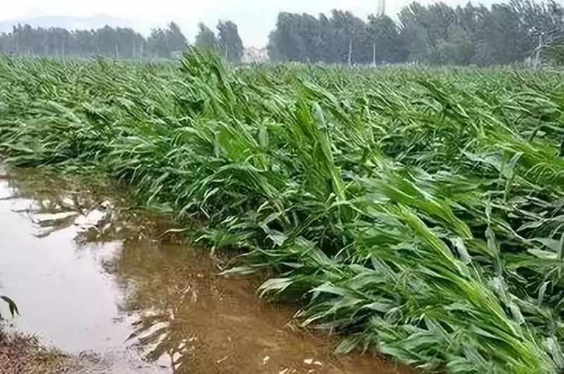 暴雨過后，玉米急需這樣補救！(圖1)